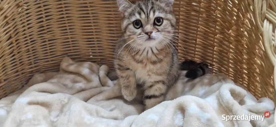 Kocurek Brytyjski złocisto pręgowany śląskie Katowice