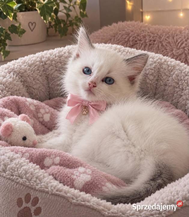Kochane przytulaski ragdoll rodowód wyprawka Warszawa