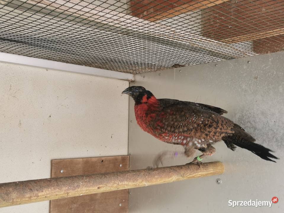 Bażanty Tragopan SATYR Tragopan czerwony Ptaki z Ptaki Andrychów