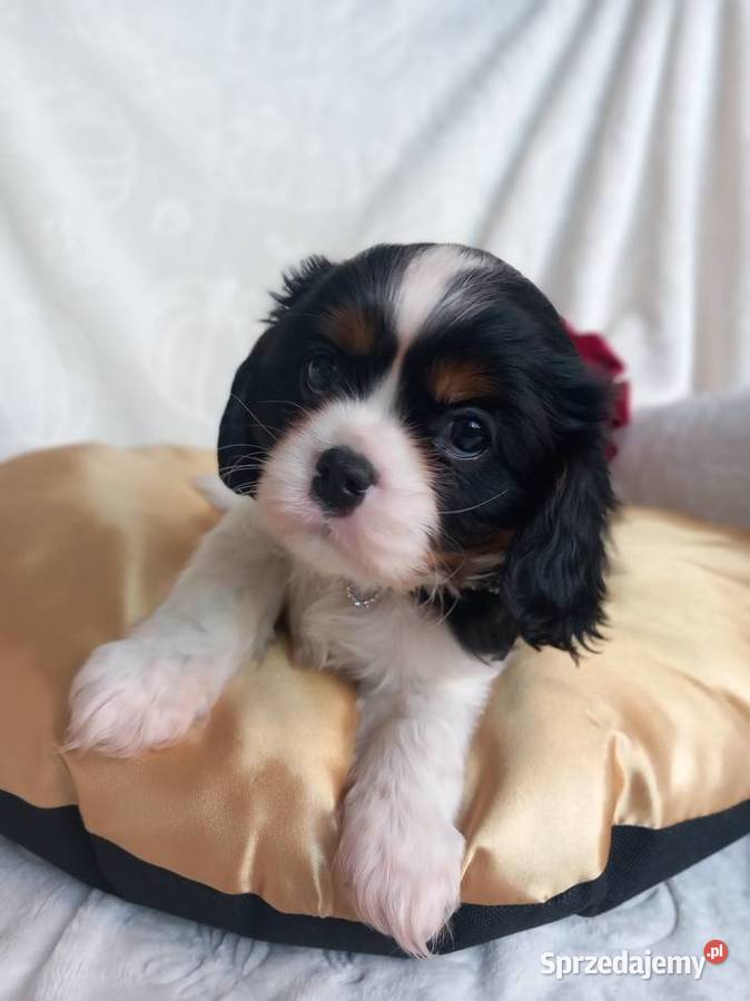 Cavalier King Charles Spaniel Strzelce Opolskie