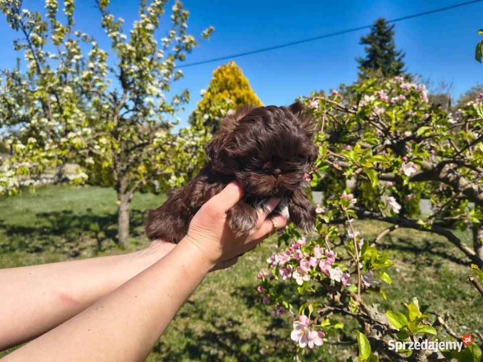 Shihtzu Shih TZU Choco Czekoladowy Żychlin sprzedam