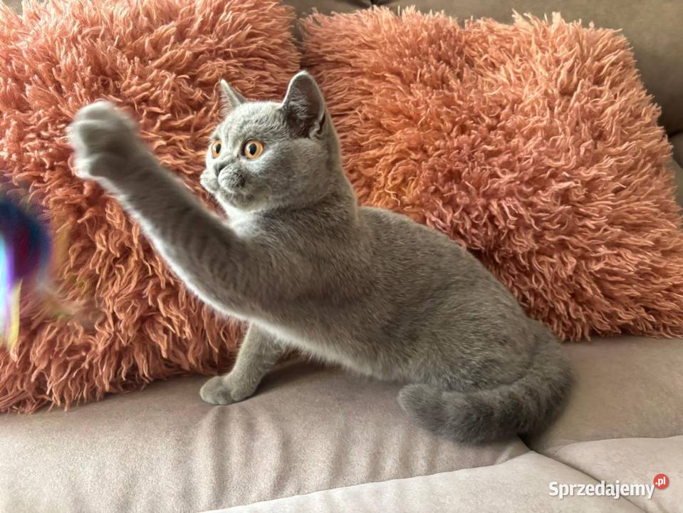 Kocięta brytyjskie z rodowodem FPL Kraków