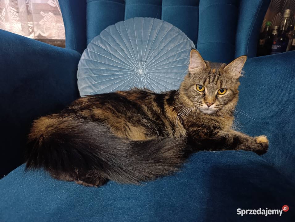 Maine coon Krasnystaw sprzedam
