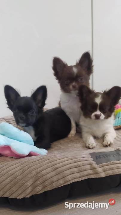 Chihuahua szczenięta super pies mini  prawdziwy rodowód ZKwP FCI