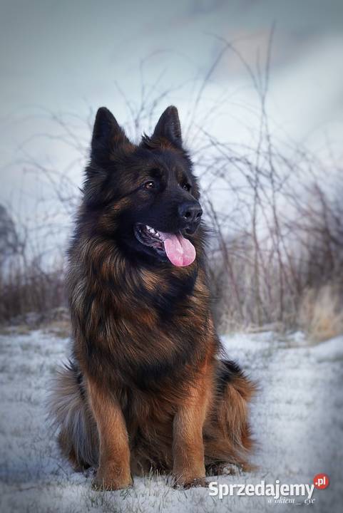 Owczarek niemiecki długowłosy ZKwP FCI z pełną Ozorzyce