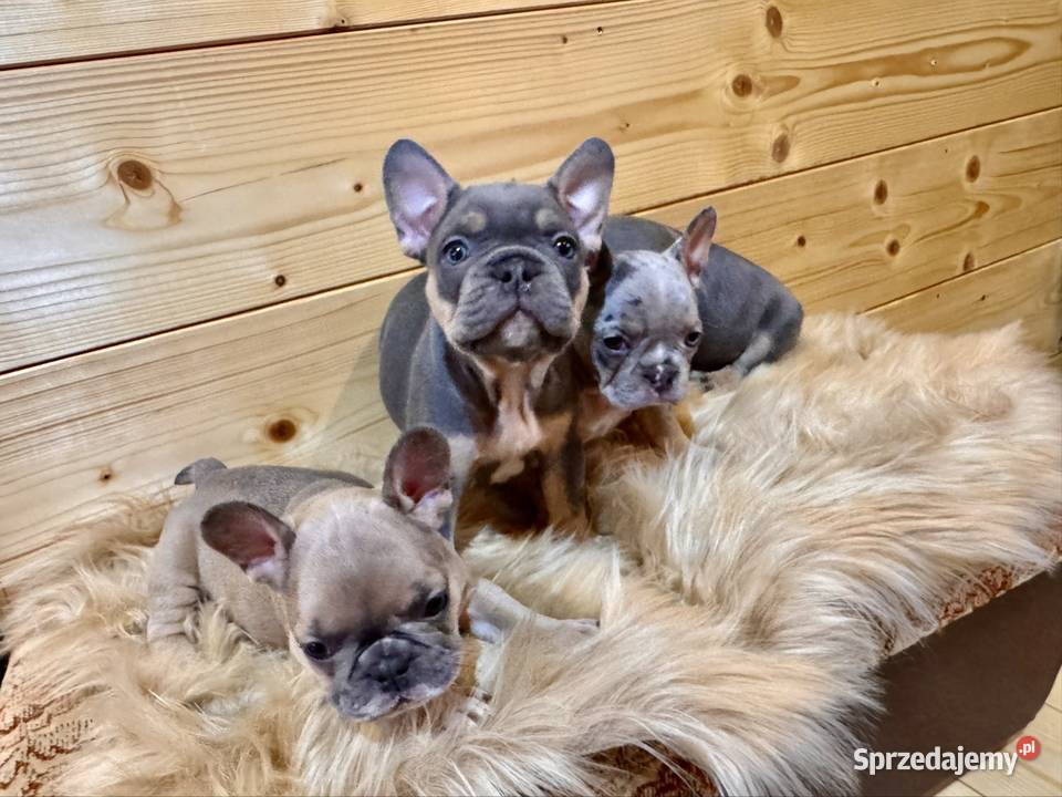 Buldog francuski Komańcza