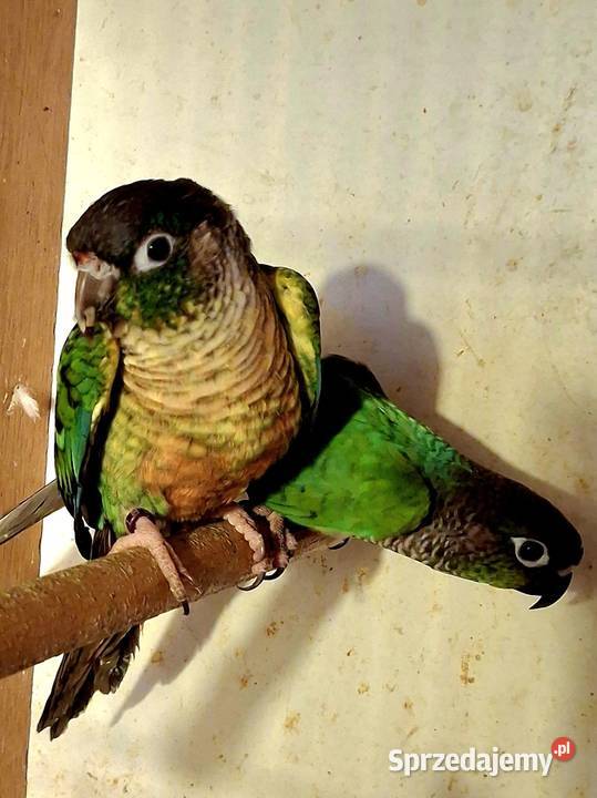 Para legowa papug sprzedam