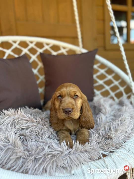 Wyjątkowy Piesek Cocker Spaniel Angielski złoty