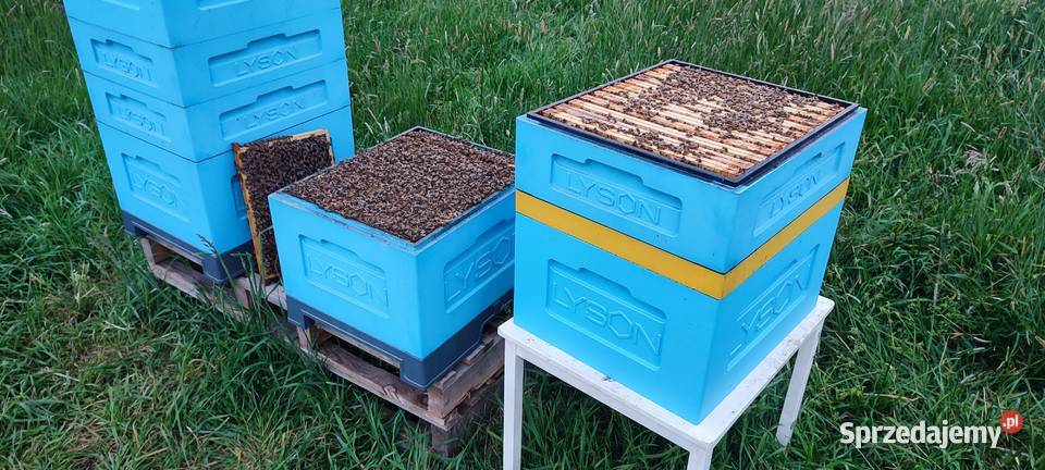 ODKŁADY PSZCZELE Pszczoły Na Ramce Bielsko-Biała