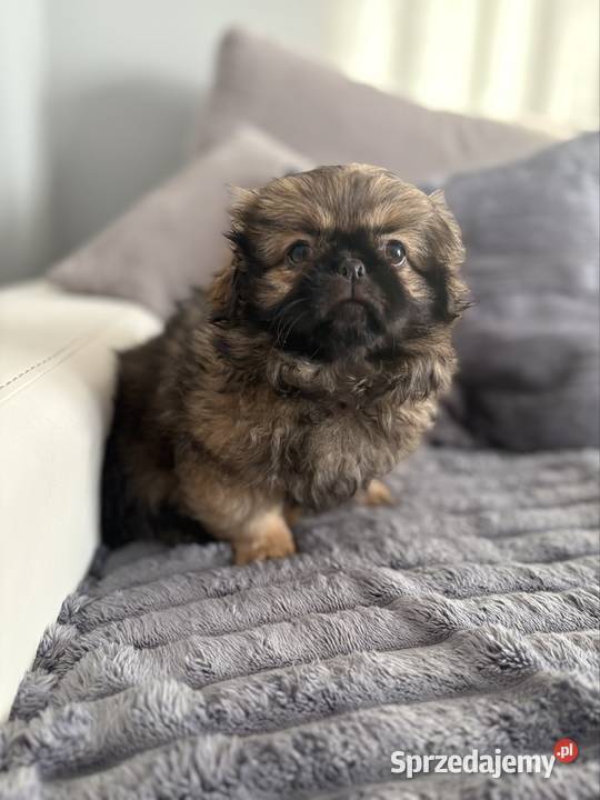 Suczka pekińczyk sprzedam