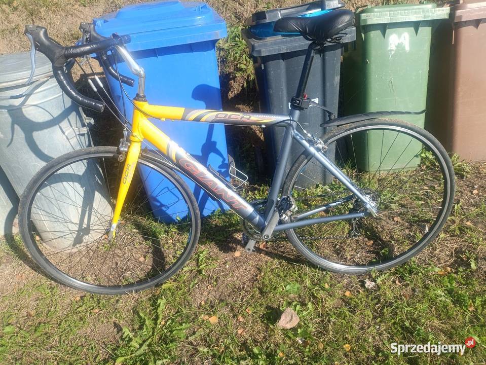 Kolarzuwka Korsarska Świecie nad Osą