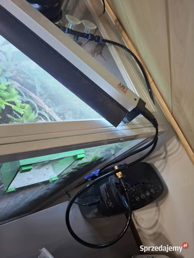 OKAZJA Kameleon z Terrarium zestaw Malanów