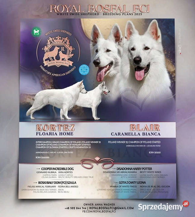 Biały Owczarek Szwajcarski FCIZKwP Owczarek Warszawa