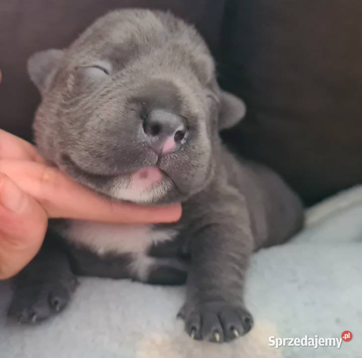 American Bully Pocket Abkc Okonek
