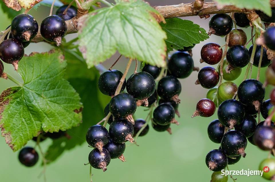 3 LETNIE Krzewy!Porzeczka CZARNA CZERWONA!Najlepsze odmiany