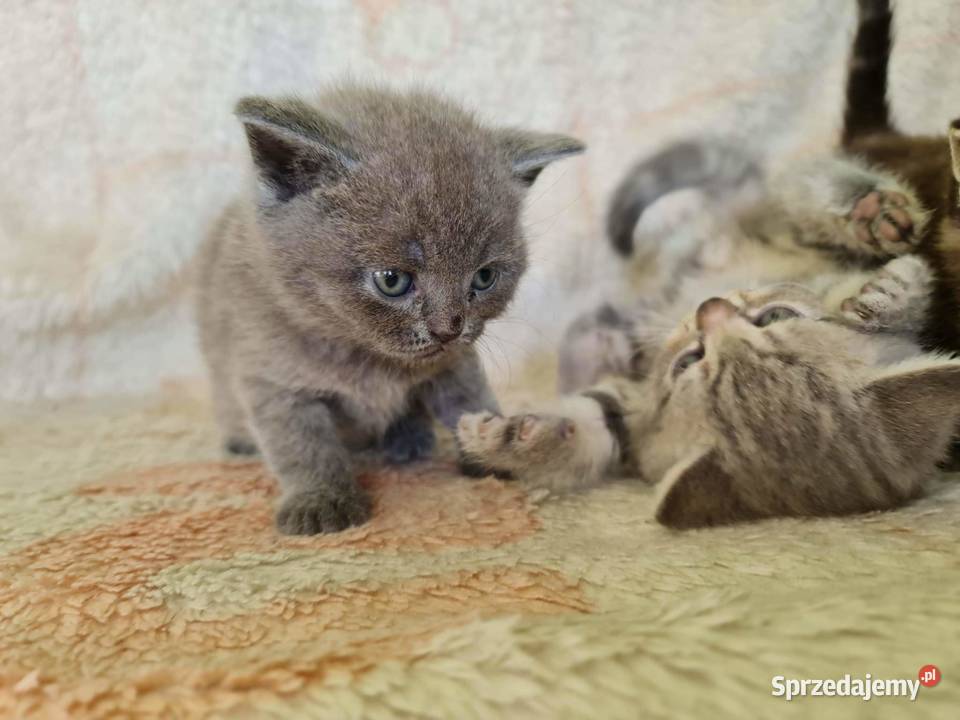 Kotki brytyjskie bez rodowodu Wołczyn