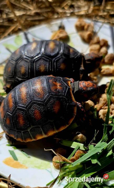 Młode Żółwie Żabuti Chelonoidis carbonarius Rybnik