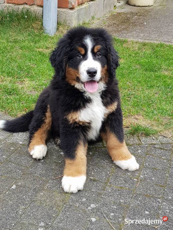 Berneński Pies Pasterski już do odbioru Lublin
