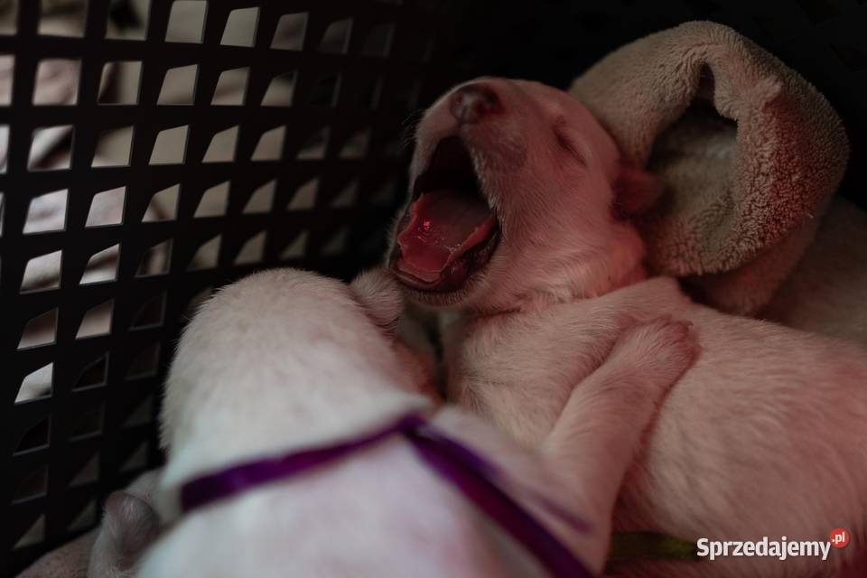 Szczenięta FCI Biały Owczarek Szwajcarski Jelcz-Laskowice