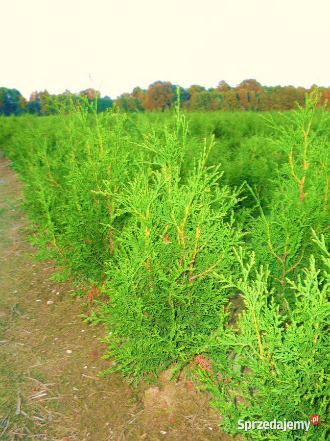 BRABANT THUJA 250270 DOBRA NA PŁOT Kraków