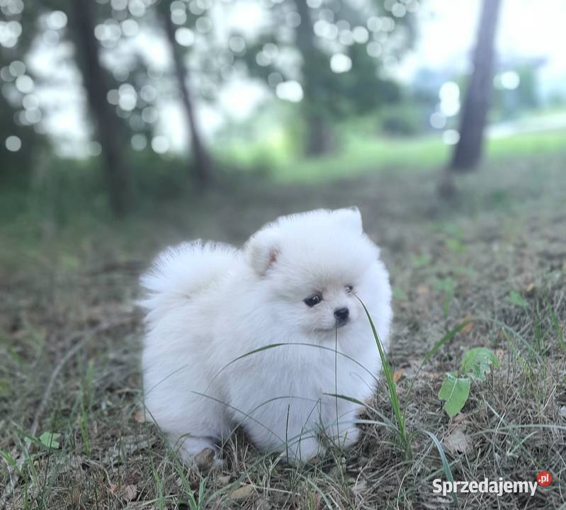 Szpic miniaturowy mega maleńki miś boo