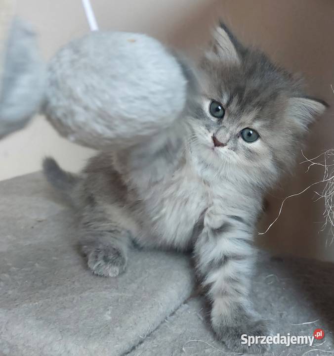 Śliczna Niebieska Kotka Syberyjska PZFWCF