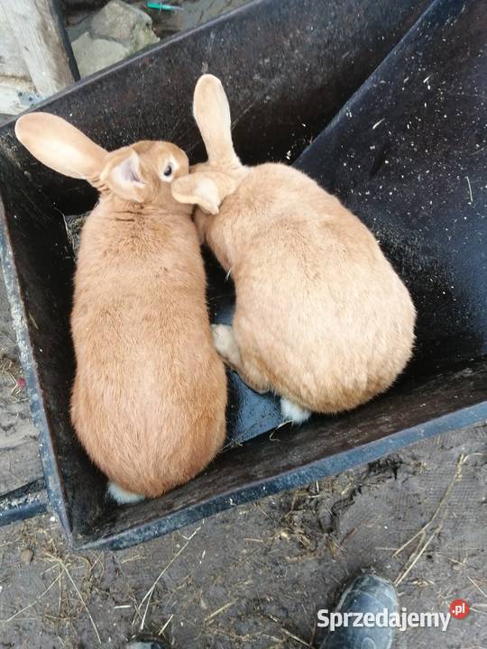 króliki burgmodzkie samiec Karczewo