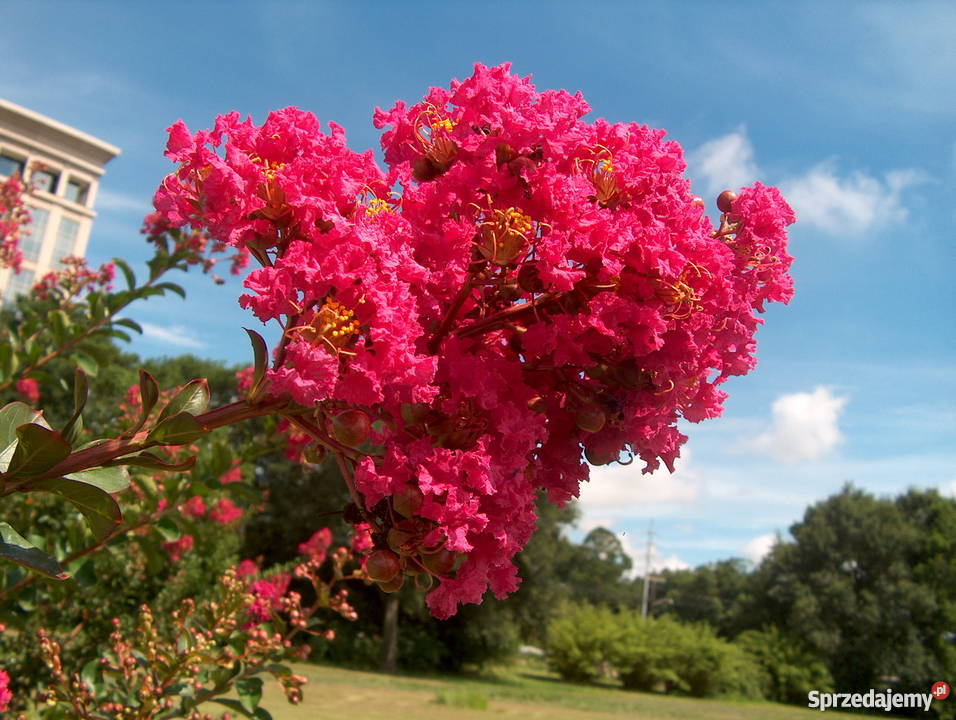 Lagerstroemia Indica BEZ POŁUDNIA Rośliny Poznań