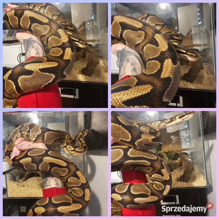 Sprzedam hodowle pytonow królewskich zachodniopomorskie