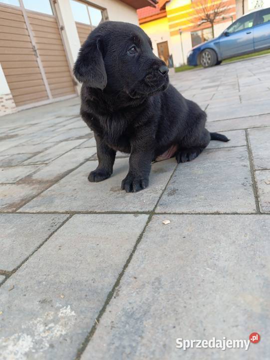 Pieski i suczki czarne Labradory Retriever Tarnów
