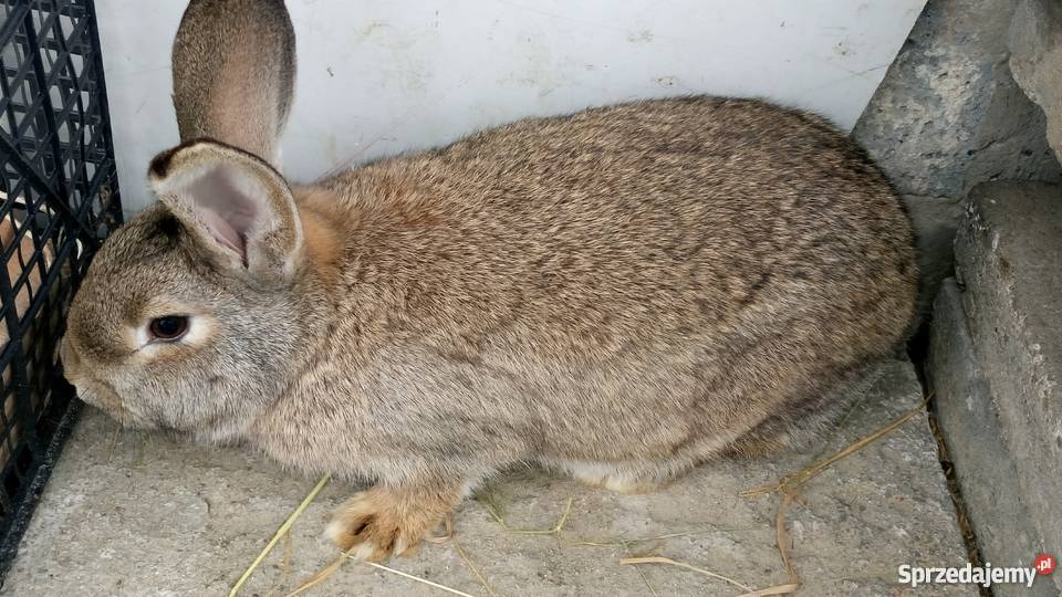 Samica królika króle podkarpackie sprzedam
