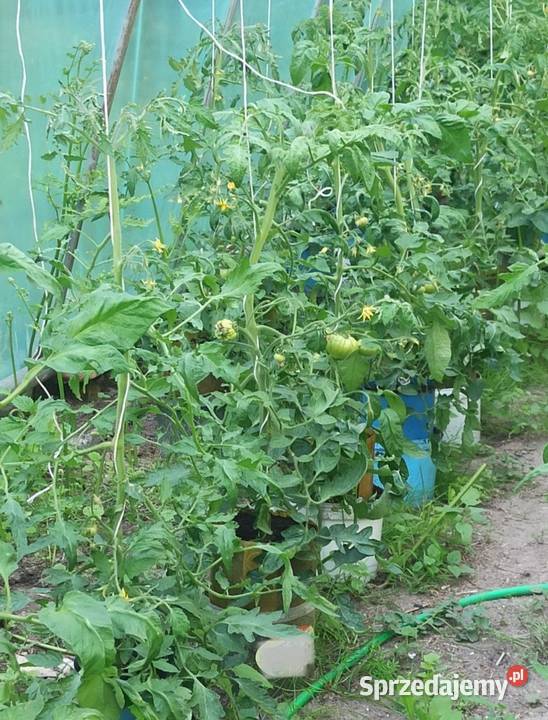 Ekologiczna rozsada pomidorów malinowych i pomorskie Wejherowo