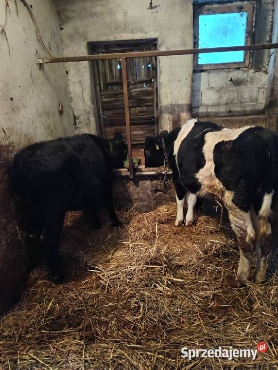 Sprzedam jałoszki mazowieckie