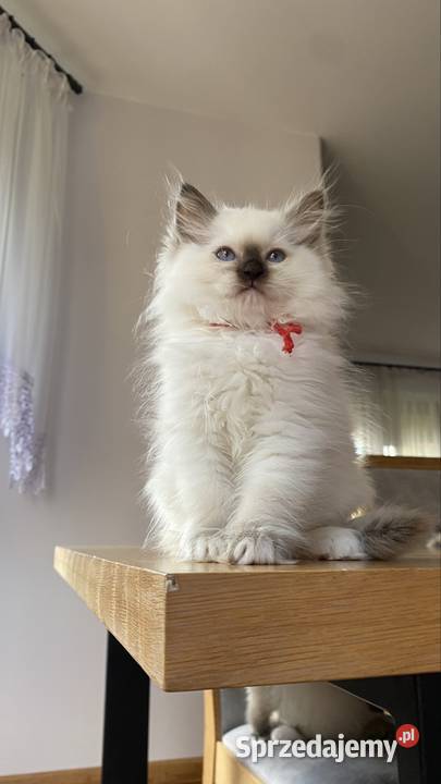 Kotka hodowlana FPL ragdoll sprzedam