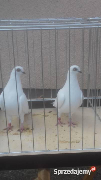 Gołębie rasowe ozdobne WINERKI młode Strzyżów