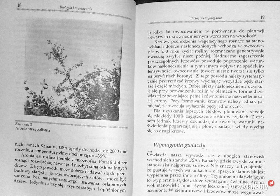 Aronia czarnoowocowa Zbigniew Laurow lubelskie Chełm