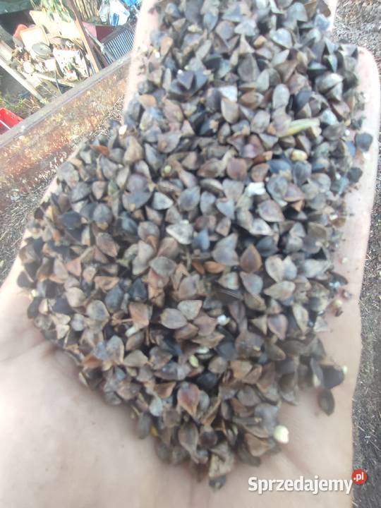 Sprzedam Strzelce Krajeńskie