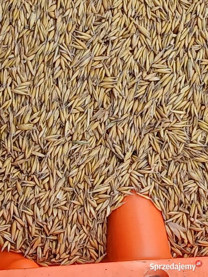 Sprzedam owies Dobroń