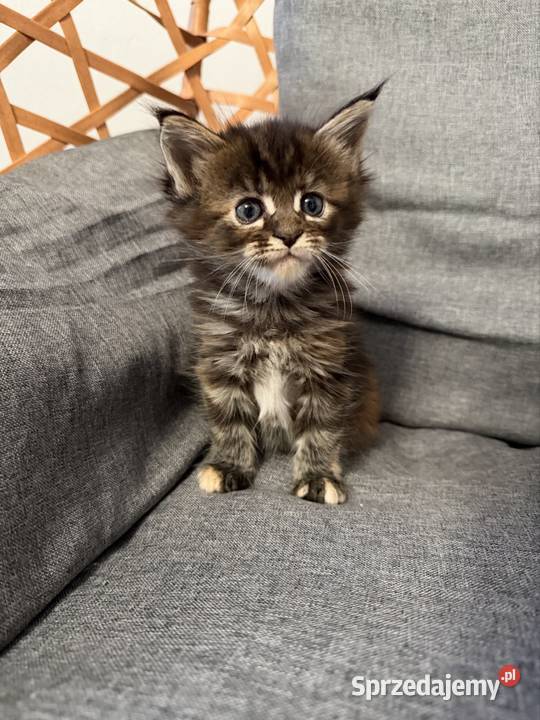 Maine coon kocięta