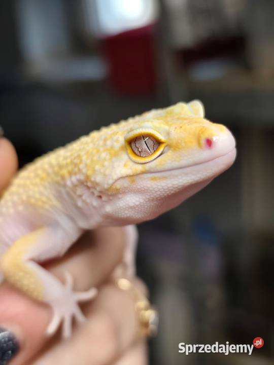 Kupię młodą samiczke gekona lamparciego albino z sprzedam