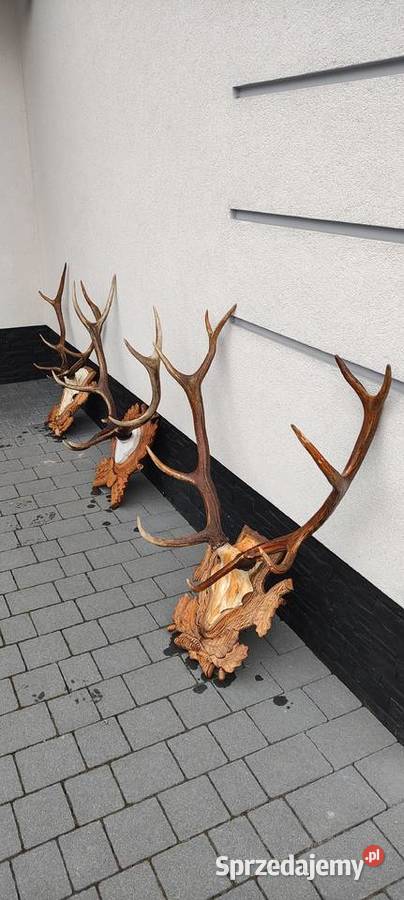 Poroże jelenia Brzóza Królewska sprzedam