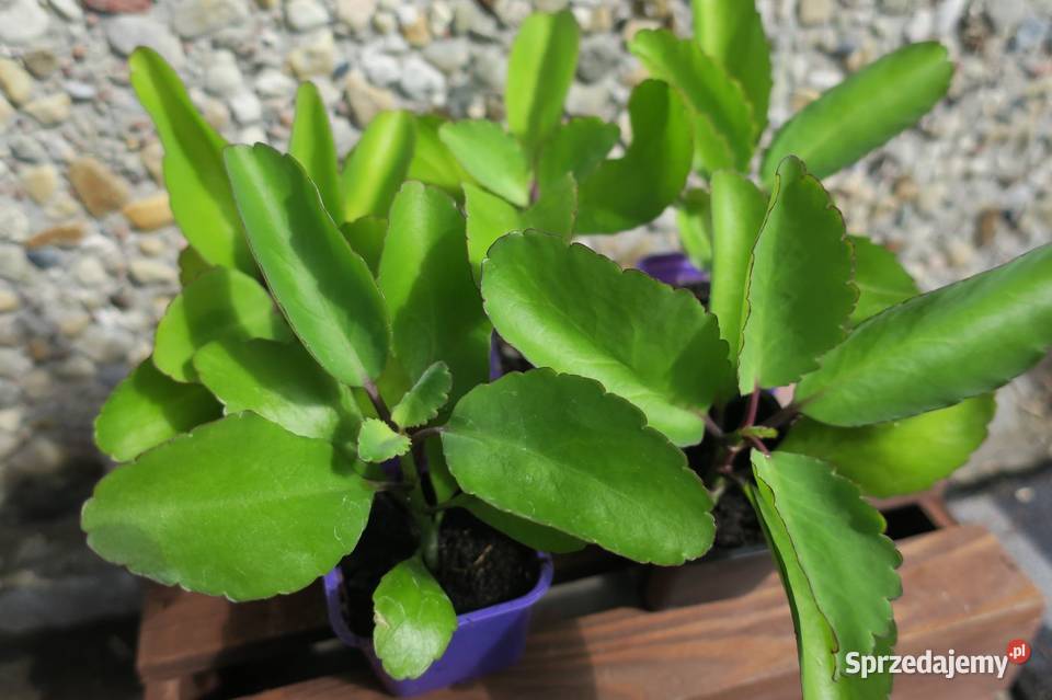 Żyworódka Pierzasta Kalanchoe Pinnata lecznicza Pruszków
