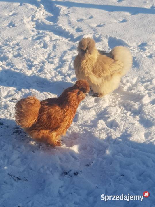 Kura silka ruda Tarnów