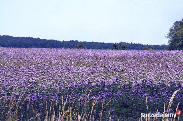 Facelia błękitna stala certyfikat Materiał