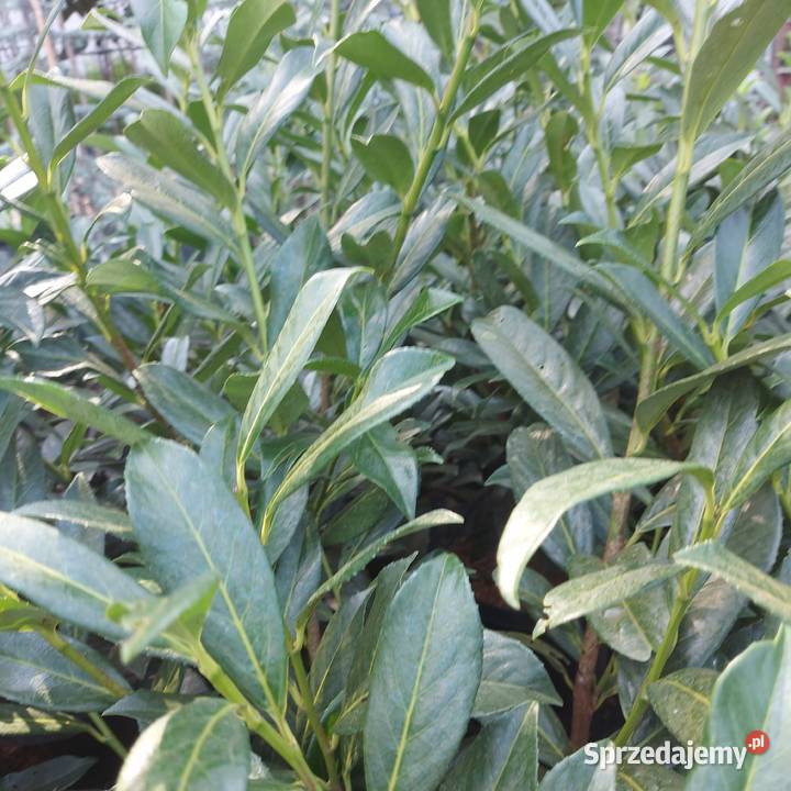 Laurowiśnia CAUCASICA sadzonki na żywopłot 6080