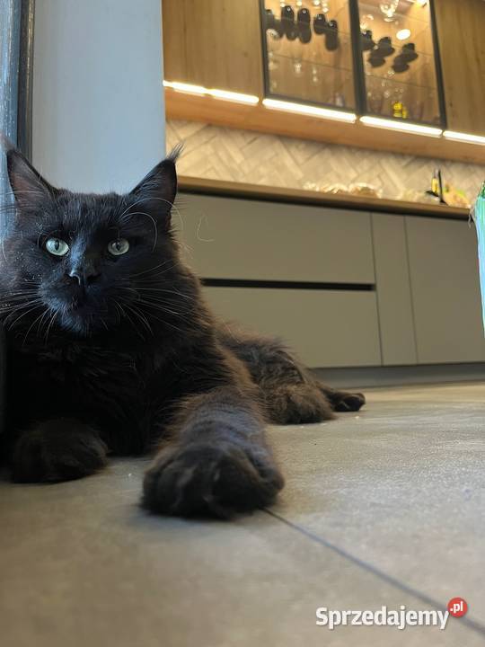Kotka Maine Coon Nera Zwierzęta sprzedam