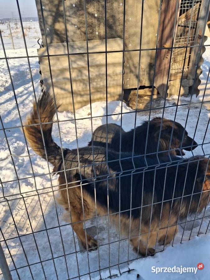 Owcxarki niemieckie Wyszków