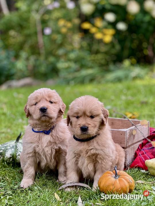 Golden Retriever ZKwP FCI ciemnozłoty linia Żukowo