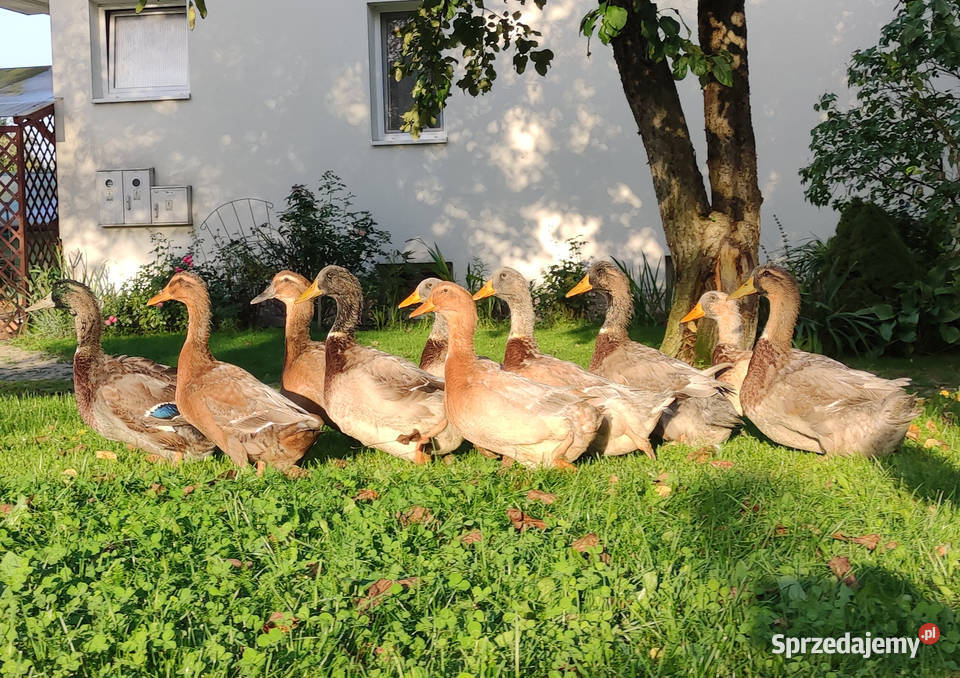 Kaczątka Kaczka ruańska rouen linia wystawowa Iwonicz