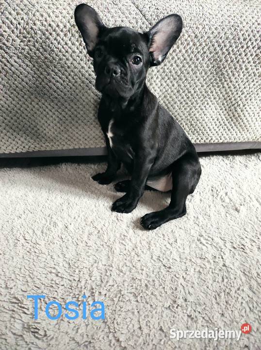 Buldog francuski szczenię suczka Tosia łódzkie Łódź
